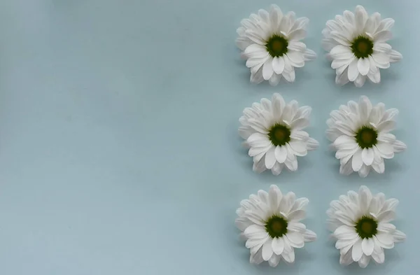 繊細な青色の背景に列に配置された白いデイジーを開花させる ストック画像