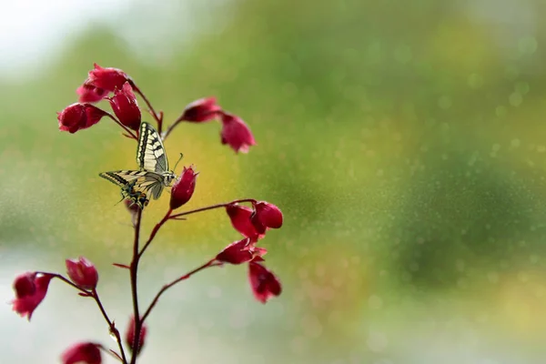 Beautiful Delicate Butterfly Enjoying Spring Garden Wandering Grasses Flowers Shrubs — Stock Photo, Image