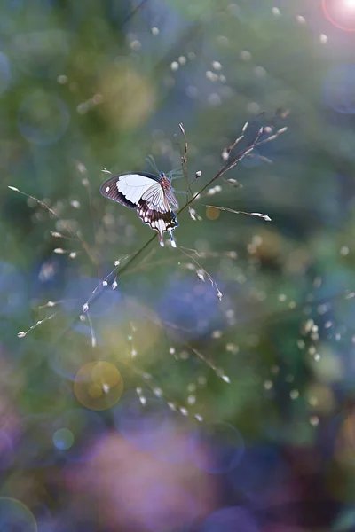 Uma Linda Delicada Borboleta Desfrutando Primavera Jardim Vagando Entre Gramíneas — Fotografia de Stock