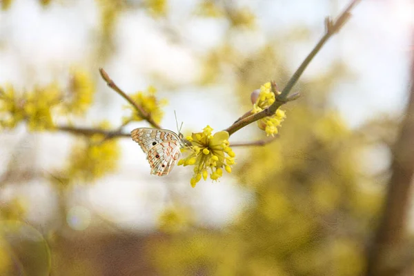 一只美丽细腻的蝴蝶 在花园里享受着春天的快乐 在草丛 花丛和灌木丛中漫步 免版税图库图片