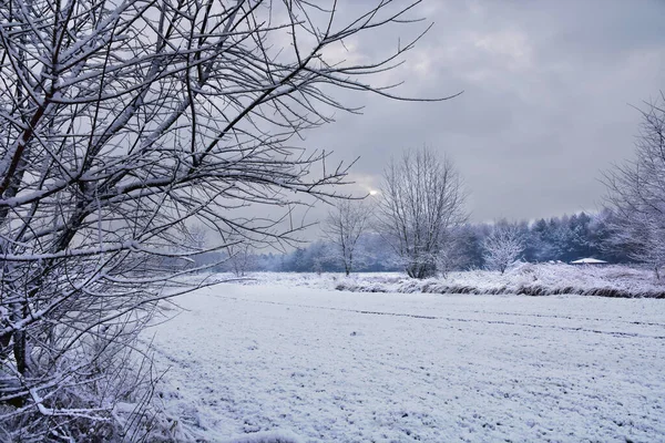 Jardín Natural Cubierto Nieve Una Fría Mañana Enero Blanco Brumoso — Foto de Stock