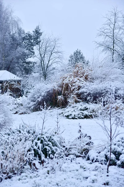 Giardino Naturale Coperto Neve Una Fredda Mattina Gennaio Bianco Nebbioso Fotografia Stock