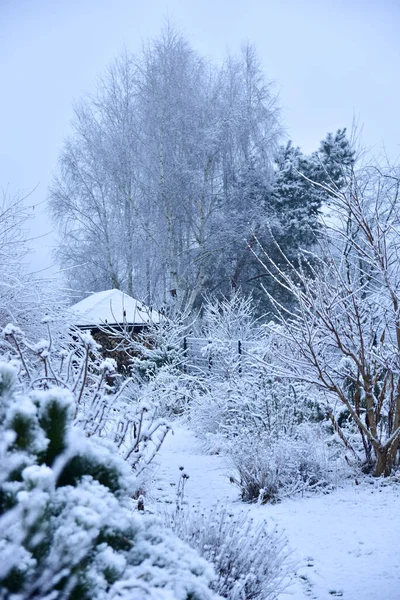 Giardino Naturale Coperto Neve Una Fredda Mattina Gennaio Bianco Nebbioso Foto Stock Royalty Free