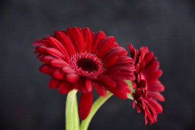 İnce bir çiçek, siyah bir arkaplanda kırmızı renkli uzun bir gerbera..