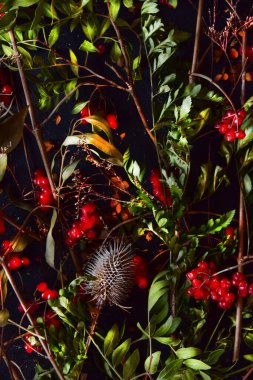 Doğal bitkiler, viburum dutları, yapraklar, siyah arka plandaki çimenler..