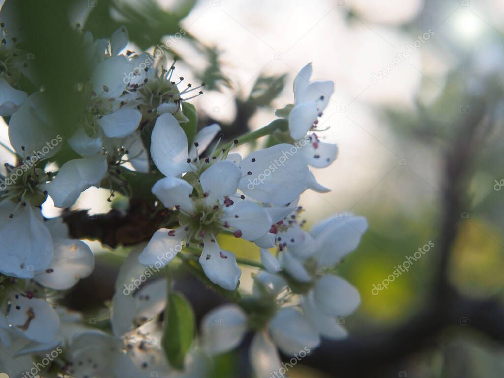 White blooming apple tree in the garden on a bright sunny spring day.