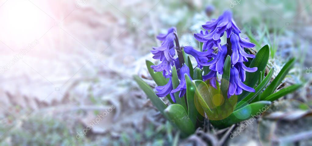 Blue hyacinth in the glow of the morning spring sun.