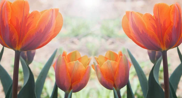 Tulipes Orange Dans Une Lueur Vive Matin Printemps — Photo