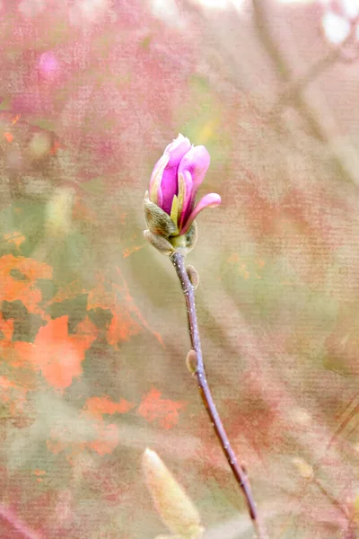 Een Tak Van Bloeiende Magnolia Zachte Pastelkleuren — Stockfoto