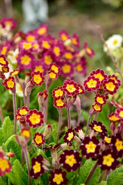 Una Gran Cama Flores Primavera Con Prímulas Que Florecen Diferentes —  Fotos de Stock
