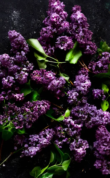 Wallpaper Purple Lilac Sprigs Black Background — Stock Photo, Image