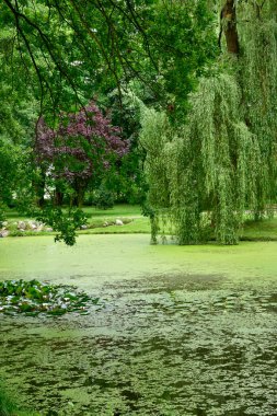 Ekolojik gölet, güneşli bir yaz gününde ağaçlarla ve çiçeklerle dolu yeşil bir parkta hayat dolu..