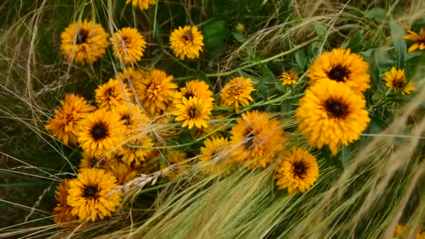 Film Hala Yaz Rudbeckia Çiçekleri Kelebekler Diğer Böceklerle Güneşli Bir — Stok video