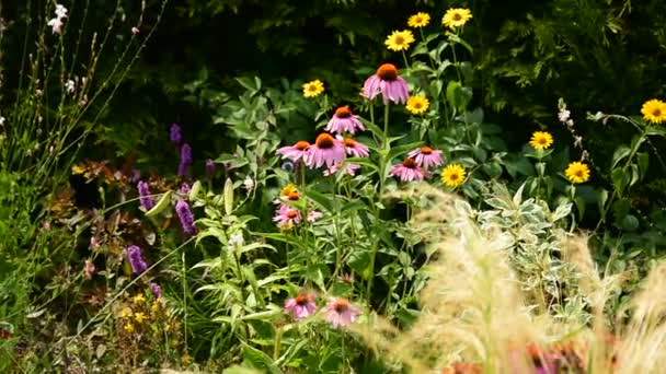 Una Película Todavía Lecho Flores Verano Jardínen Día Cálido Brillante — Vídeos de Stock