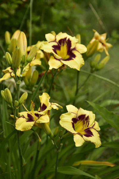 夏の花 エキナセア ルドケビアを夏のベッドの庭で 明るく暖かい日に咲かせます — ストック写真