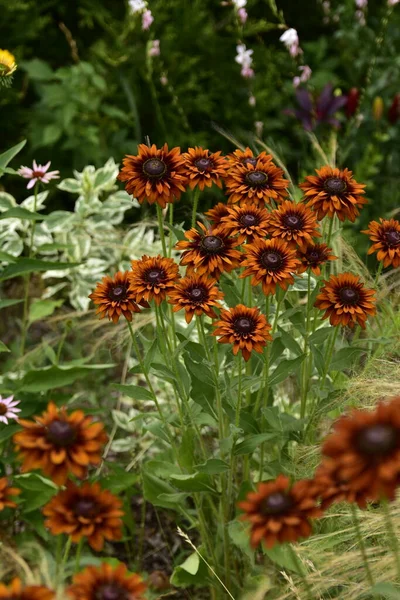 Blooming Summer Flowers Lilies Echinacea Rudbeckia Garden Summer Bed Bright — Stock Photo, Image