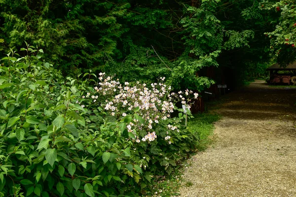 Bolestraszyce Arboretum Polonia Hermoso Lugar Verde Árboles Arbustos Estanques Flores —  Fotos de Stock
