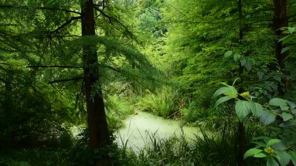 夏の真ん中に美しいポーランドの緑の自然 ポーランドの美しい東部 — ストック動画