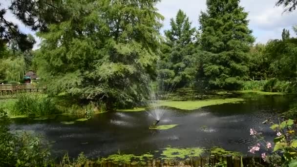 Hermosa Naturaleza Verde Polaca Medio Del Verano Hermosas Partes Orientales — Vídeo de stock