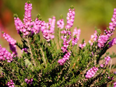 çiçekler, doğa, bitkiler