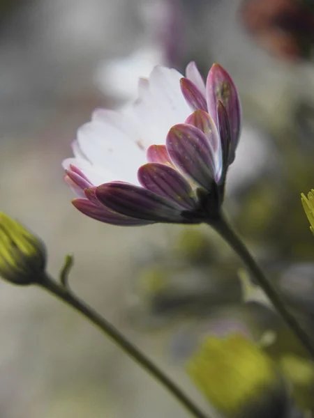 Natur, trädgård, blommor. — Stockfoto