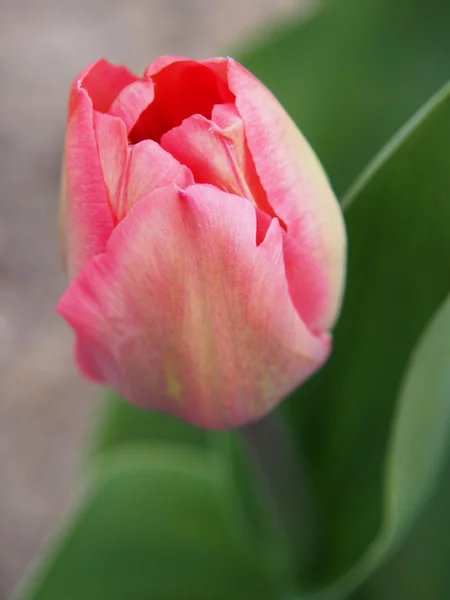 春の花 — ストック写真