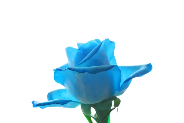 Rosa azul — Fotografia de Stock