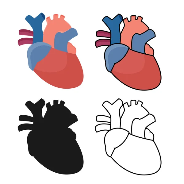 Corazón anatómico colorido — Vector de stock