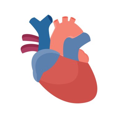 Anatomik kalp - düz grafik