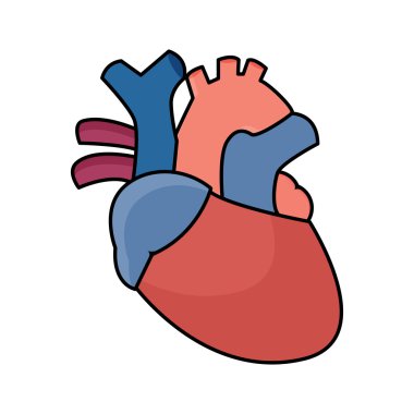 Anatomik kalp illüstrasyon