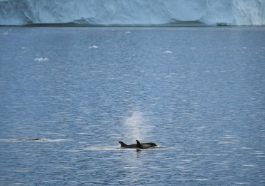Ocak 2018 'de kışın Antarktika