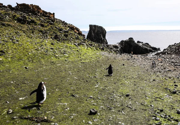 Antarctique Hiver Janvier 2018 — Photo