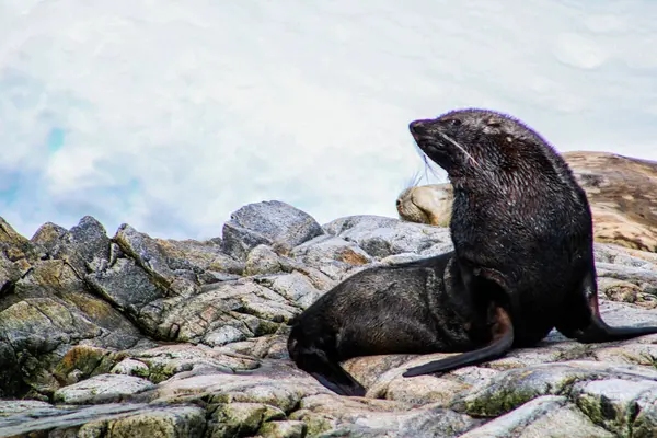 Antarctica Winter Januari 2018 — Stockfoto