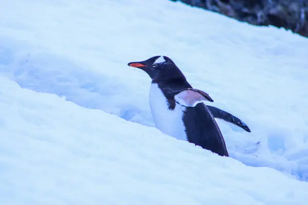 Antarktis Winter Januar 2018 — Stockfoto