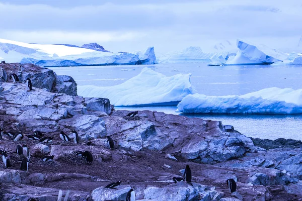 Antártida Invierno Enero 2018 —  Fotos de Stock