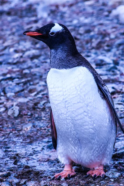 Antarctica Winter Januari 2018 — Stockfoto