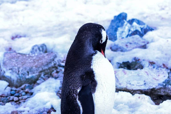 Antarctique Hiver Janvier 2018 — Photo