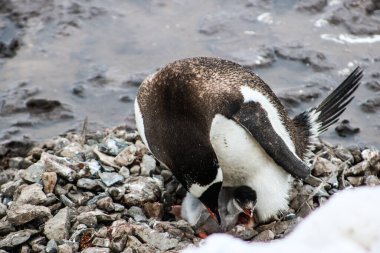 Ocak 2018 'de kışın Antarktika
