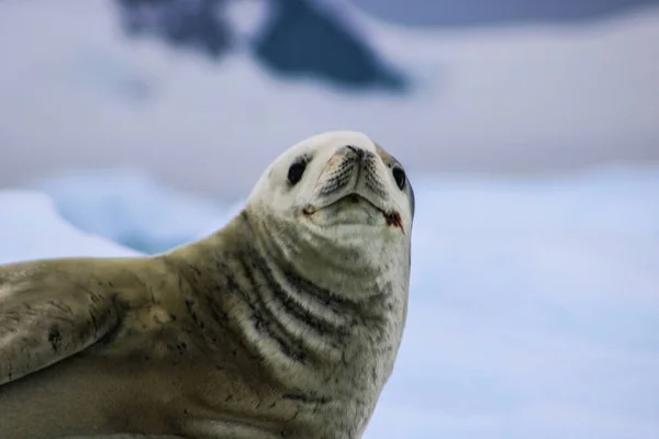 Antarctica Winter Januari 2018 — Stockfoto