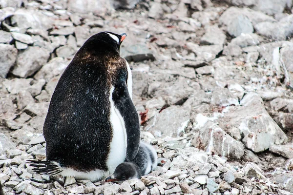 Antarctique Hiver Janvier 2018 — Photo