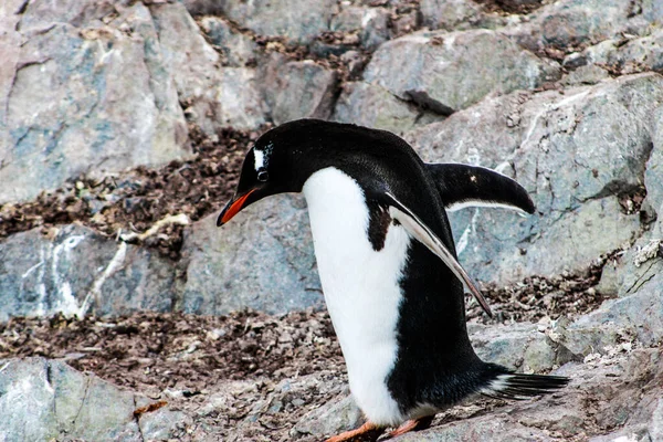 Antarctique Hiver Janvier 2018 — Photo