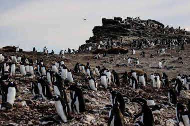 Ocak 2018 'de kışın Antarktika