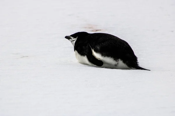 Antarctica Winter Januari 2018 — Stockfoto