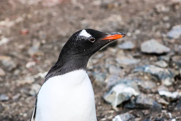 Antarctique Hiver Janvier 2018 — Photo