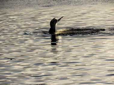 Ocak 2018 'de kışın Antarktika