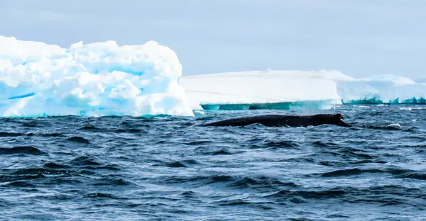 Антарктида Зимой Январе 2018 Года — стоковое фото