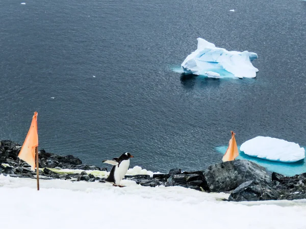 Antarctique Hiver Janvier 2018 — Photo