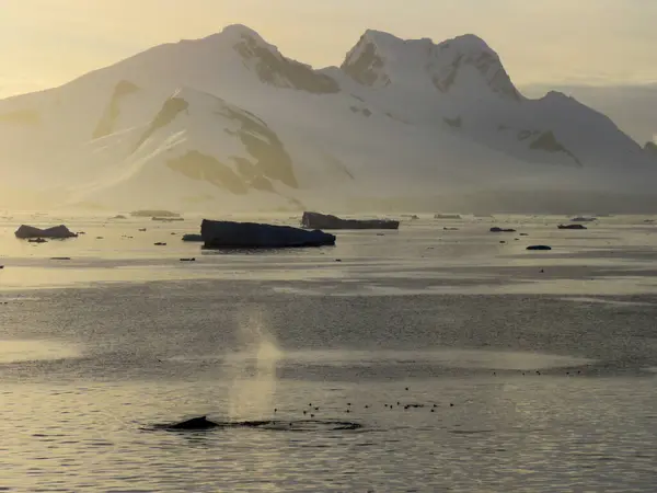 Antarctique Hiver Janvier 2018 — Photo