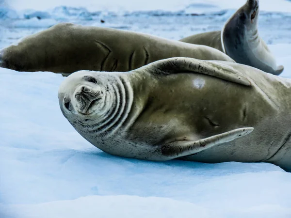 Antarktida Zimě Lednu 2018 — Stock fotografie