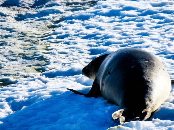 Antarctica Winter Januari 2018 — Stockfoto